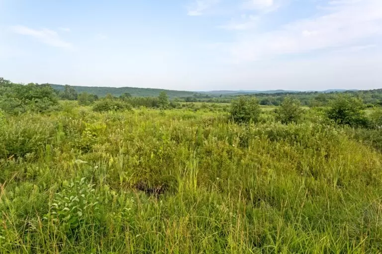 Large area of rural vacant land with green trees and brush.